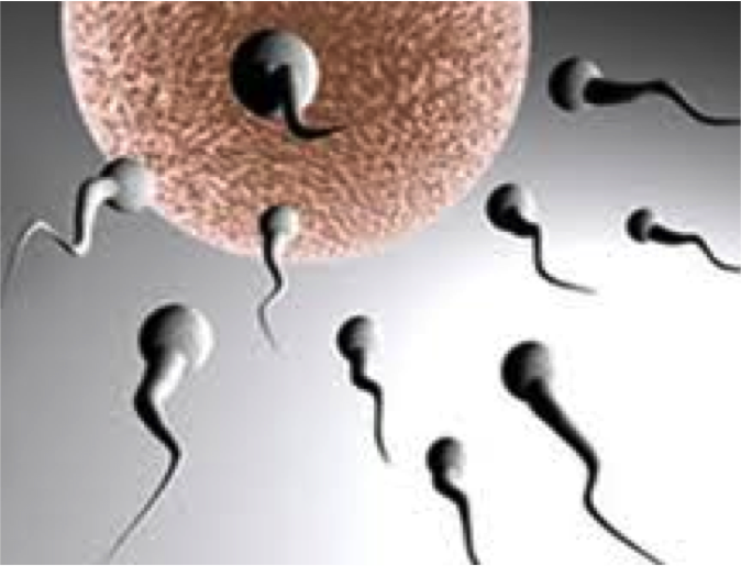 Description: infertility13.jpg